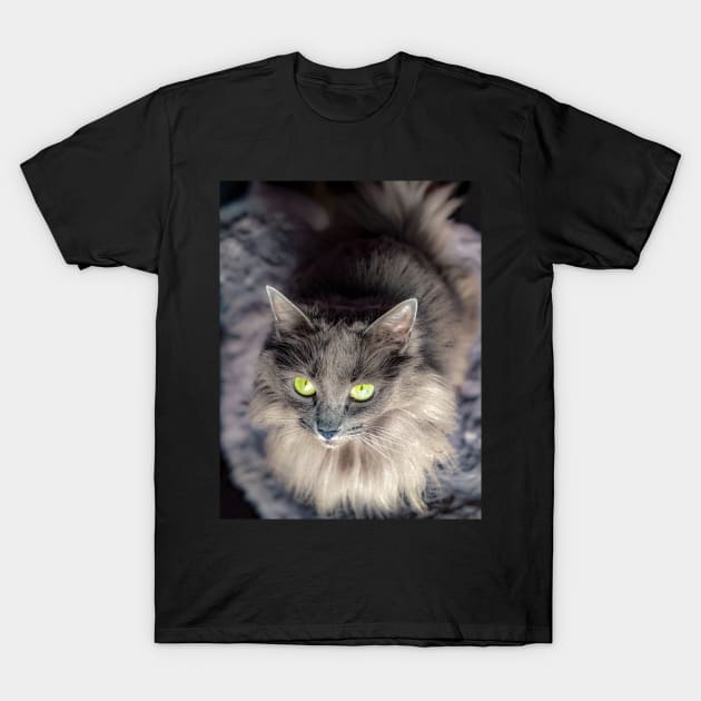 Stunning gray green eyed cat T-Shirt by PandLCreations